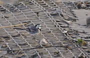 16th Feb 2015 - PIED WAGTAIL