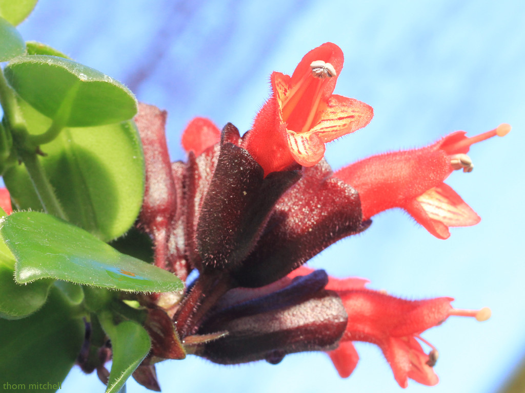 Lipstick plant by rhoing