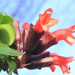 Lipstick plant by rhoing