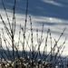 Bokeh snow and forsythia by mittens