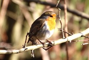 18th Feb 2015 - Singing Robin