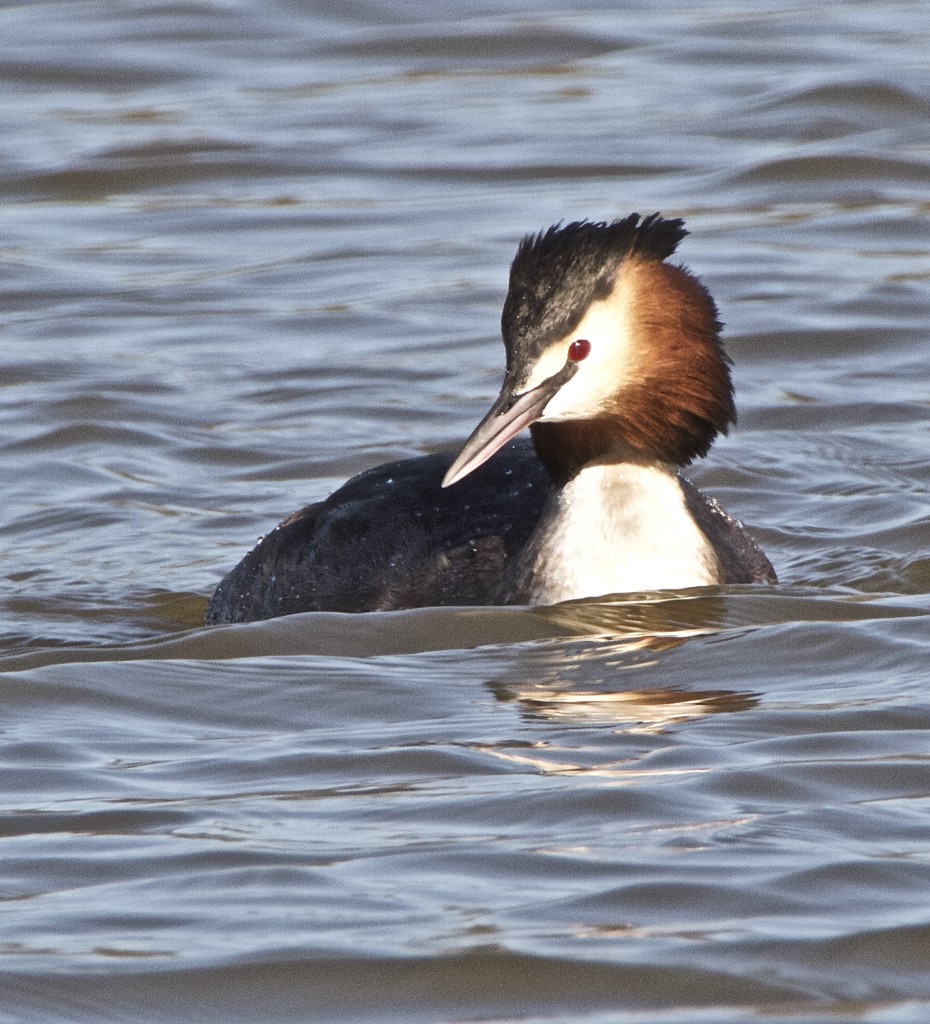Great Crested Grebe-best on black by padlock