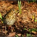 Thrush - one of my feathered friends by rosiekind