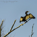 Cormorant by tonygig