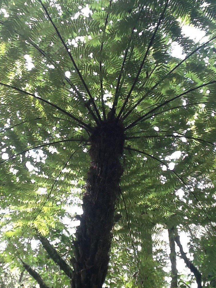 Nz tree fern by chimfa