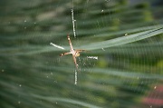 12th Oct 2010 - St  Andrew's Cross Spider