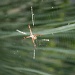 St  Andrew's Cross Spider by corymbia