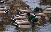 18th Feb 2015 - Whole Mess 'o Ducks