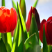 Red Tulips by mhei