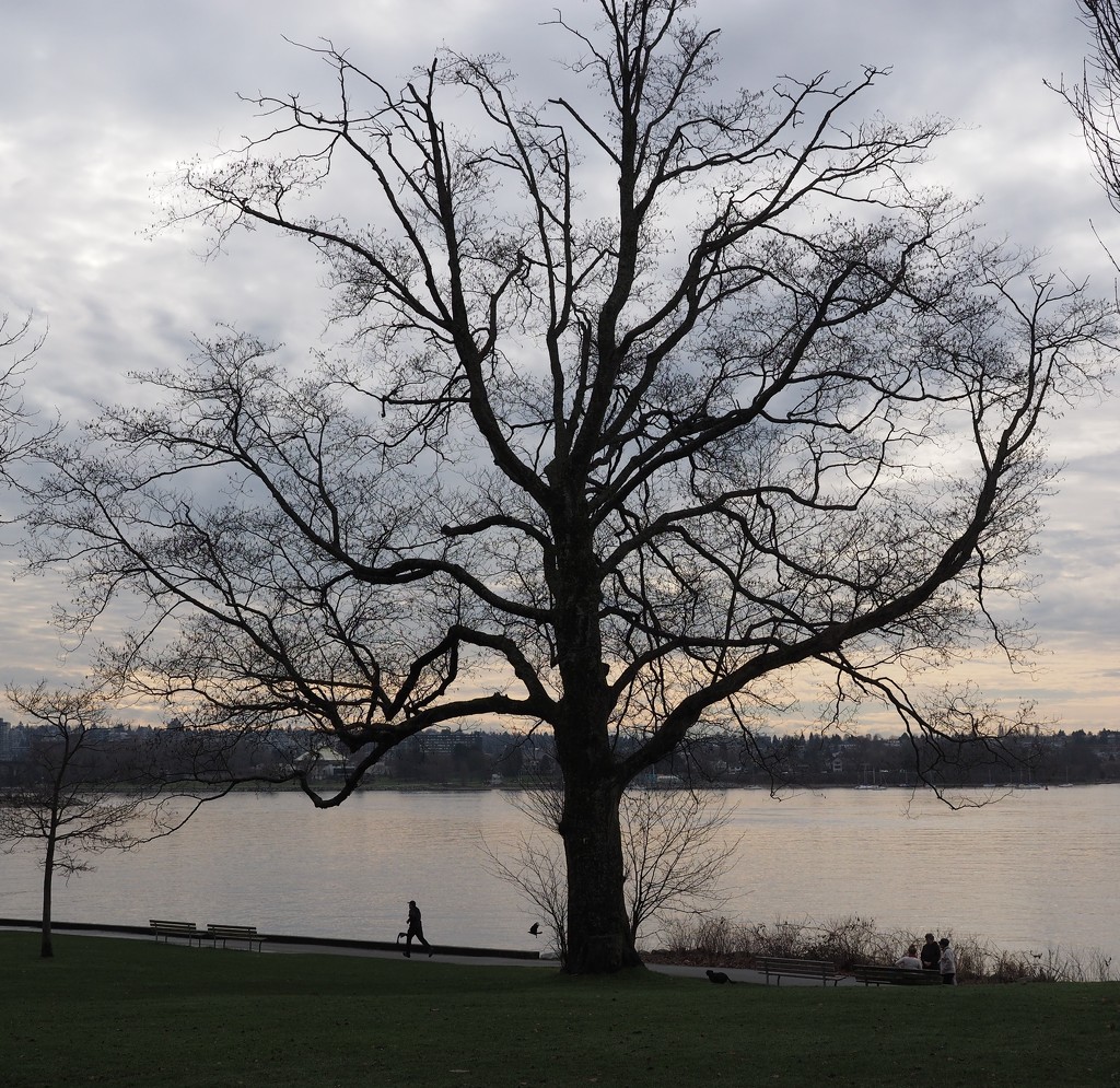 Bare Bones Tree with NO SNOW! by selkie