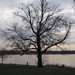 Bare Bones Tree with NO SNOW! by selkie