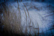 18th Feb 2015 - dune grass in winter