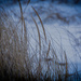 dune grass in winter by jackies365