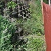 weeds over the back fence by corymbia