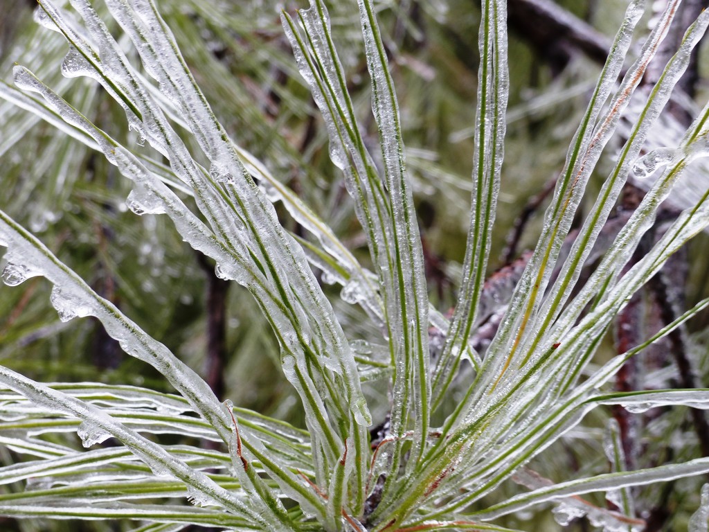Icy Pine Needles by stray_shooter
