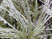 18th Feb 2015 - Icy Pine Needles
