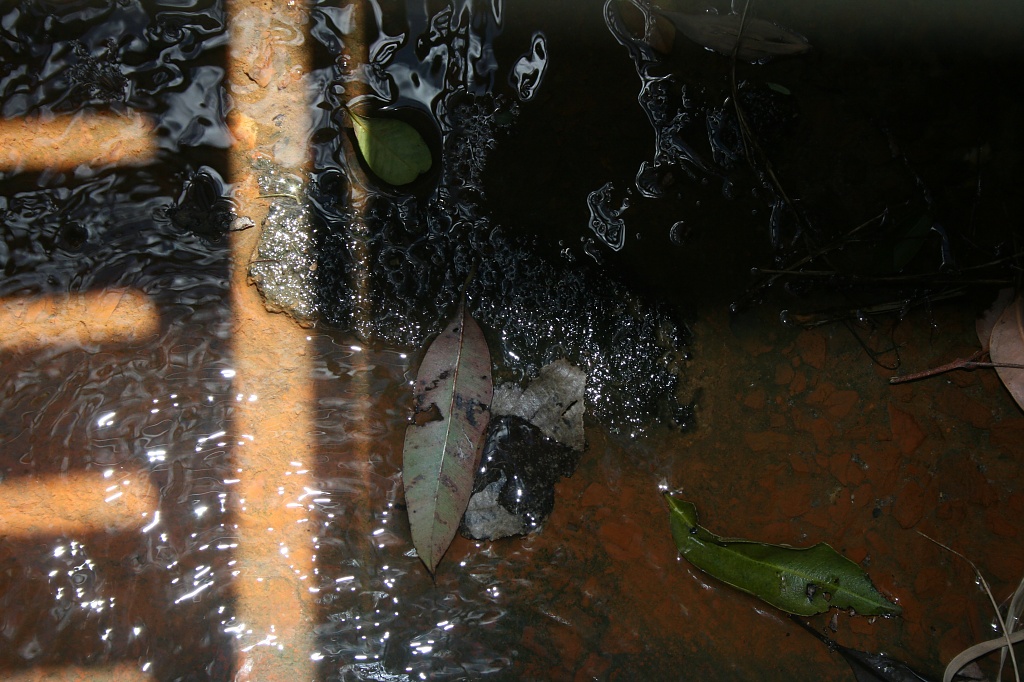 down the drain by corymbia