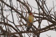 18th Feb 2015 - Red-bellied Woodpecker