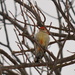 Red-bellied Woodpecker by kareenking