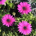 Happy, Smiling African Daisies by markandlinda