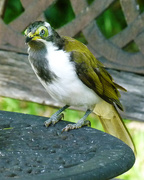 19th Feb 2015 - Blue Faced Honey Eater (I know his face is green, read below)