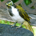 Blue Faced Honey Eater (I know his face is green, read below) by onewing