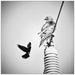 Bird On A Wire and Another by aikiuser