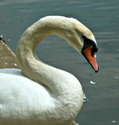 19th Feb 2015 - S shaped Swan.