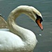 S shaped Swan. by wendyfrost