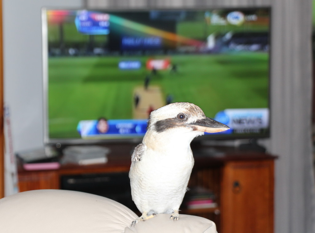 What's the Score Kooka? by terryliv
