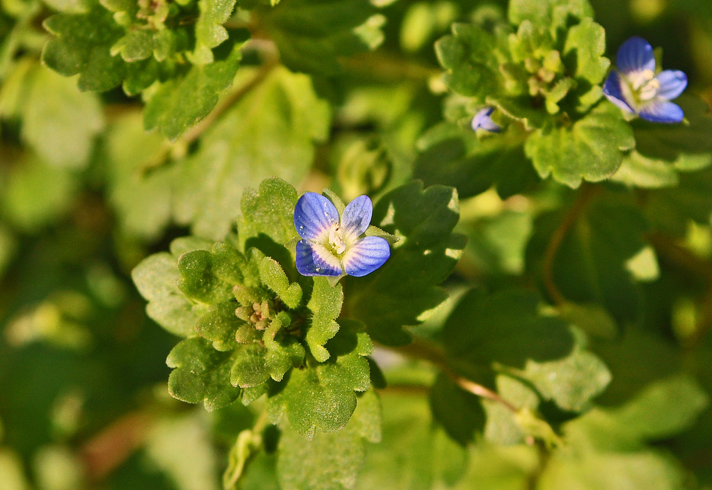 Wild flowers by philbacon