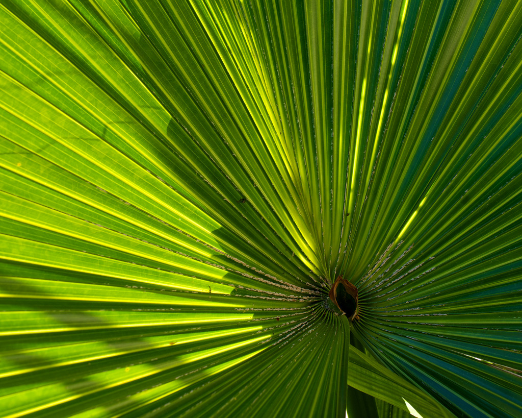 Palm by eudora