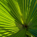 Palm by eudora