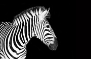 19th Feb 2015 - Zebra
