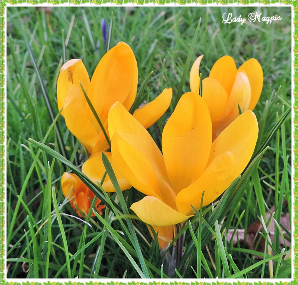 Crocus in the Grass. by ladymagpie
