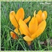 Crocus in the Grass. by ladymagpie