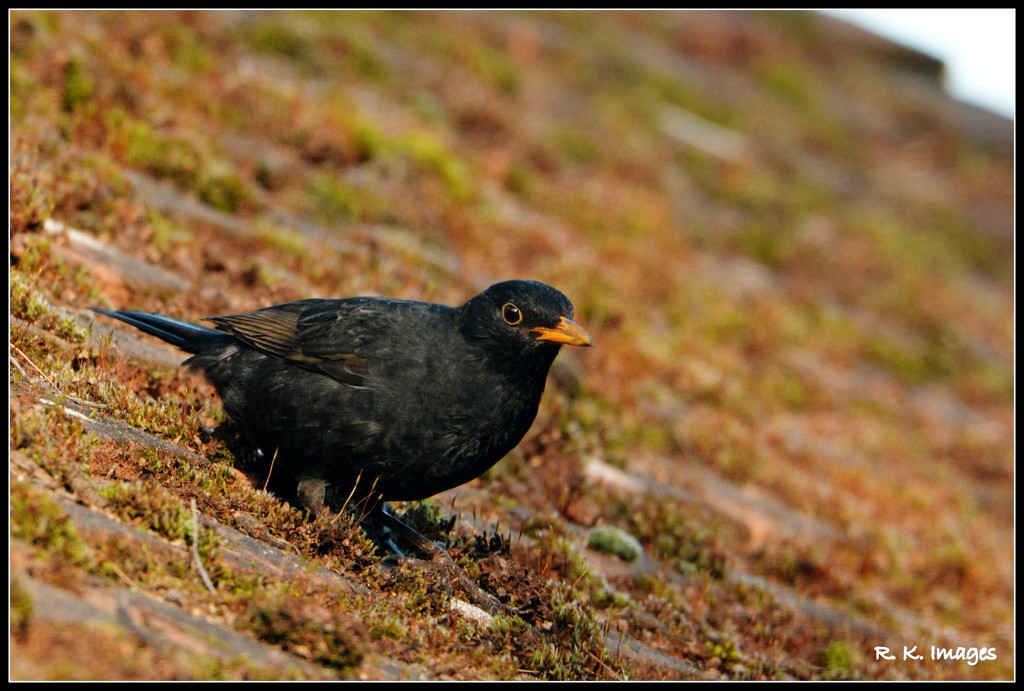 Feathered friend - blackbird by rosiekind