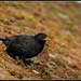 Feathered friend - blackbird by rosiekind