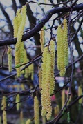 19th Feb 2015 - Catkins-Promise of Spring