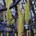 Catkins-Promise of Spring by oldjosh
