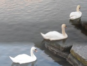 11th Feb 2015 - Stepping Swans