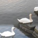 Stepping Swans by will_wooderson