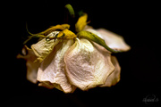 19th Feb 2015 - Withered rose