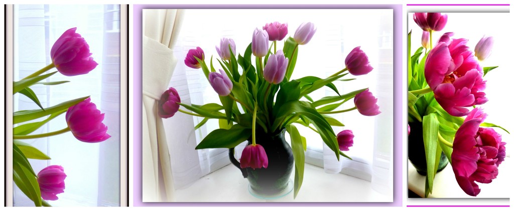 T for - A Triptych of Tulips  by beryl