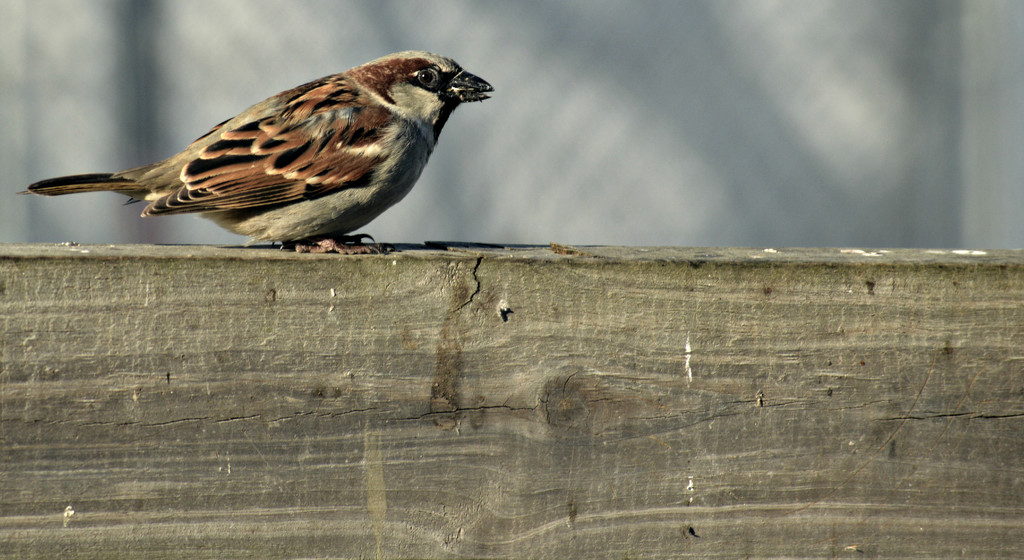 Male House Sparrow by mej2011