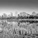 B&W February: Reflections in a small lake by vignouse