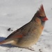 more mrs.cardinal by amyk