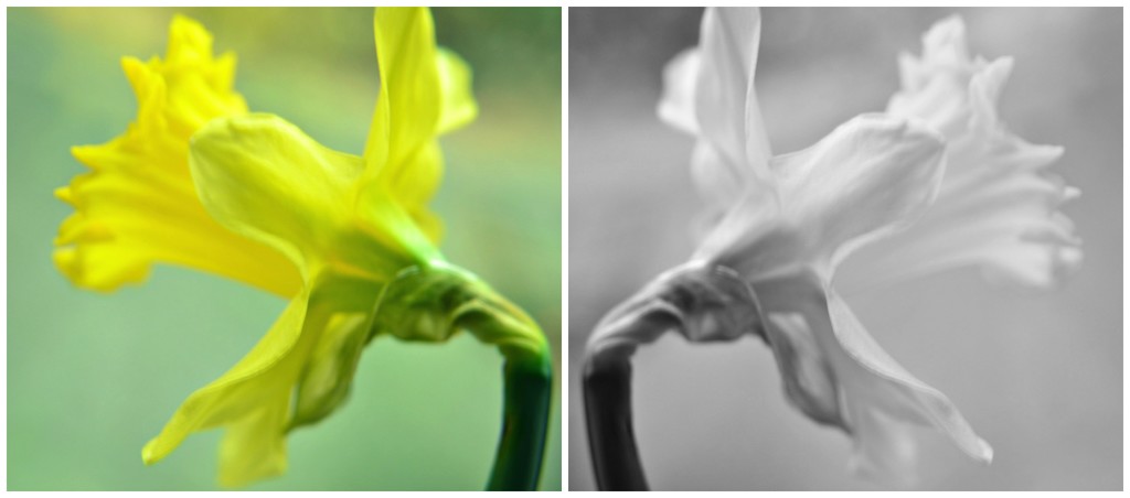 Daffodils by ziggy77