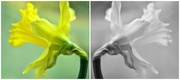 19th Feb 2015 - Daffodils