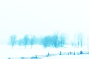 13th Feb 2015 - trees on white